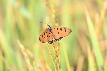 Acraea terpsicore or tawny coster butterfly. lt is a small leathery-winged butterfly. Butterfly sitting on the green plants.  It belongs to the Nymphalidae or brush-footed butterfly family.