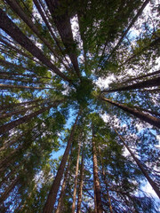 Sun streams through the fir trees in a forest park in BC Canada