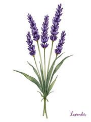 Naklejka premium Watercolor Lavender Flowers Bouquet.