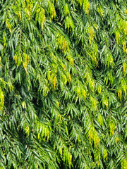 green pine tree in nature garden