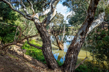 A cluster of mature eucalyptus trees leaning out over the calm waters of the Werribee River. An Australian natural landscape featuring a freshwater waterway with native vegetation along the riverbank