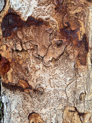 texture of an old wood. background
