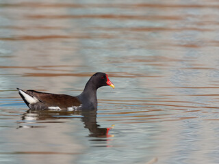 closeup view of a Common moorhen, Gallinula chloropus swimming on a lake.