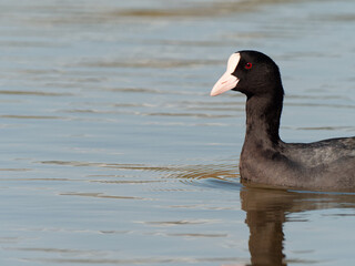 Eurasian common coot (Fulica atra) swimming on peaceful lake, black water bird with white beak and red eyes.