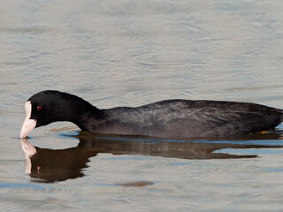 Eurasian common coot (Fulica atra) swimming on peaceful lake, black water bird with white beak and red eyes.