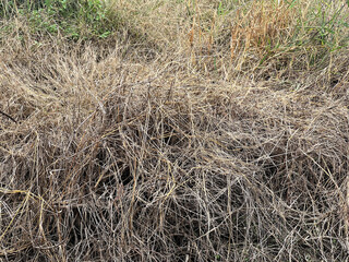 dried hay in field