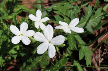 Cnidoscolus flowers in Florida wild, closeup
