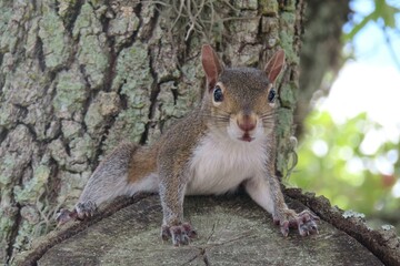 Gray american squirrel on tree in Florida nature, closeup