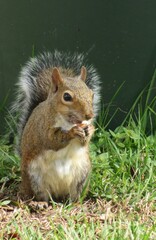 Gray american squirrel on grass in Florida nature, closeup