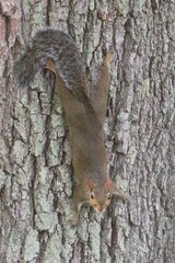 Gray american squirrel on tree in Florida wild, closeup