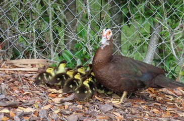 Muscovy duck with ducklings in Florida nature, closeup