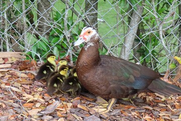 Muscovy duck with ducklings in Florida nature, closeup