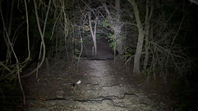 POV hiker lost in dark forest at night, flashlight illuminates eerie path descending into shadows. Crickets, owl hoots echo, and a screeching bird triggers nervous glances great for suspenseful reels