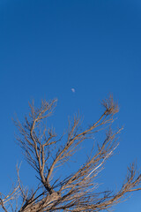 Dry tree against blue sky