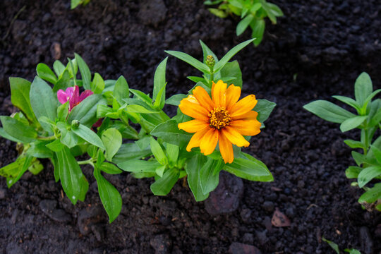 Flor amarela no canteiro do jardim. Zinnia.