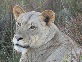portrait of a lioness
