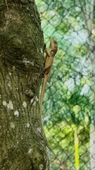 lizard on a tree