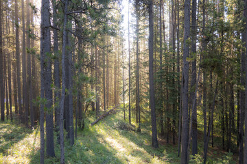 sunlight in lodgepole pine woods