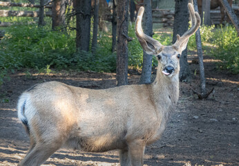 young mule deer buck in velvet