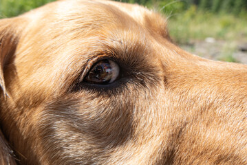 A golden retriever's kind eye
