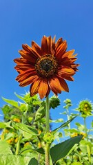 Yellow sunflowers in sunflower farm. sunflower. Yellow sunflowers, good harvest, bright sunny flower. farming, vegetable garden,