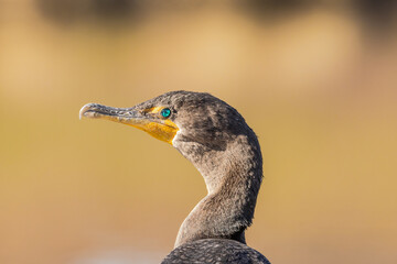 great crested cormorant