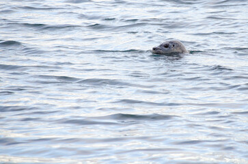 Fototapeta premium A harbour seal (Phoca vitulina) pokes it's head above the waters of the Salish Sea near Vancouver Island, Canada