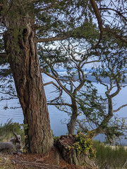 A rugged Douglas Fir tree in front of a cliff with the pacific ocean in the background 
