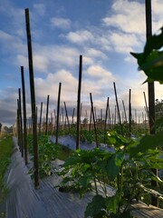 Fototapeta premium Field with young plants growing under plastic mulch. Agricultural scene.