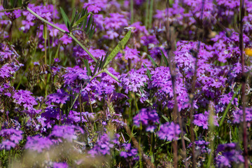 Flores silvestres violetas