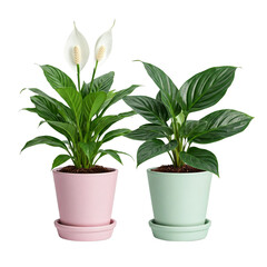 Obraz premium Office plants decoration, home decor greenery, stylish indoor plants, beautiful potted trees, office greenery ideas, houseplant designs, modern plant decor, aesthetic indoor foliage on white backgroun