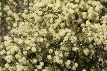 White acacia flowers on a plant in a garden