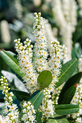 Flora nature. Bright blooming laurel flower in nature. Prunus laurocerasus flower. Flowering nature closeup. Macro of flowering cherry laurel plant. Exotic flower. Natural flower plant. Floral beauty