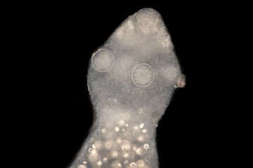 Cyctacanth stage (Acanthocephala) fish cestode larva (Trianchoratus sp.) in Channa striata under...