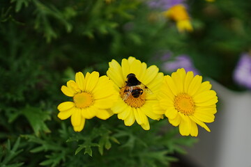Bees and chrysanthemum