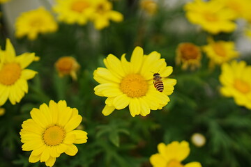 Bees and chrysanthemum