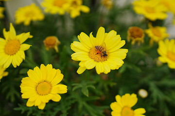 Bees and chrysanthemum
