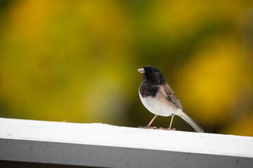 A dark-eyed junco perched on a white wooden railing, set against a vibrant yellow and green blurred background. A perfect moment for birdwatching and bird photography enthusiasts.