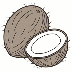 illustration of coconut fruit
