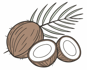 illustration of coconut fruit