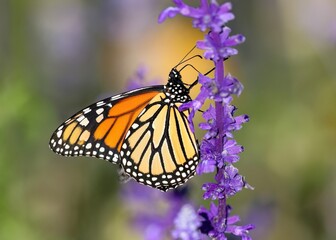 A beautiful portrait of a Monarch Butterfly pollinating a purple colored flower stalk called Mealycup Sage in a colorful garden setting.
