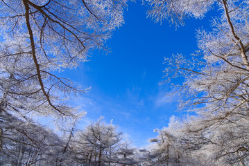 霧氷に覆われる冬の樹林