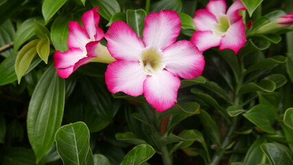 groups of red wildflowers that grow abundantly with a purple-pink color on sunny days, can be used for social media covers