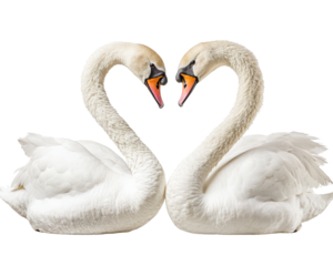Elegant swans forming heart shape with their necks, symbolizing love and unity. Their pristine white feathers and serene expressions create peaceful atmosphere