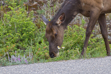 Fototapeta premium Elk grazing in the summer