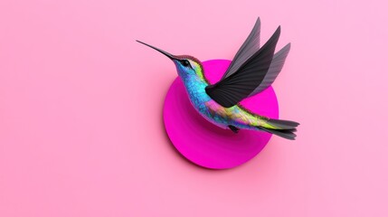 Fototapeta premium A colorful hummingbird hovering above a vibrant pink surface.