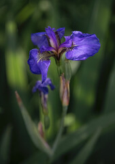 Sun shining on Siberian Iris flower growing near Twin Lakes on a summer day in Alaska.