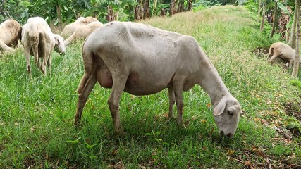 Obraz premium goats farming