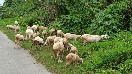 Obraz premium goats farming