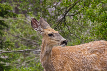 Young deer in the woods